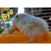 Bye