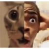 Animales pedorros 12