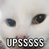 Gatos 8