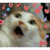 Gatitos tiernos :3 5