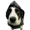 Bruce Wayne Dog 5
