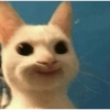 Cat meme funny 22