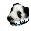 Dog 8