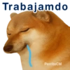 PERRITO CM 1 7