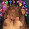 🐹•💕Hámster Moods💕•🐹 14