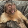 Monkey Mood 7