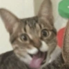 GATINHOS  10