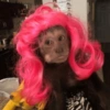 Monkey Mood 20