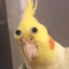 Tongue Chick