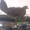Striding Hen
