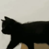 🧿Gatos 🐈🐱 24