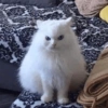 🌈🐈‍⬛✨️Gatos Funny Mood✨️🐈‍⬛🌈 19