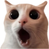 Gatitos para el chat 🫪 12