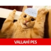 Cats Caps Turkish 7