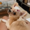 Perritos para todos 💕 15