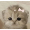 hi