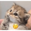 Michis 🤭😺💯 7