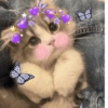Michis Muy cutes 🩷🐱 7
