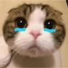 🌈🐈‍⬛✨️Gatos Funny Mood✨️🐈‍⬛🌈 10
