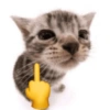 Gatitos. | @ocenferios  Haki. 8