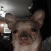 REAÇÕES DE ANIMAIS 7