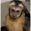 MACACO 8