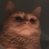 Cat meme funny 8