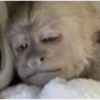 Monkey Mood 25