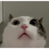 Memes gatos 😹 8