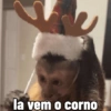 🐒 Macaco Engraçado  9