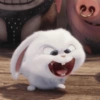 Bunny kelinci 5