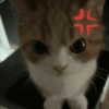 🐈-Cats-🐈 17