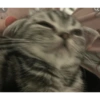 Catscatacats9 8