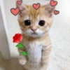 Chill | Cat Meme TikTok 28