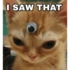 Cat meme funny 23