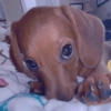 Cachorrinhos fofos/caóticos 14