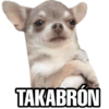 Perritos 23