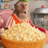 Monky moods 2