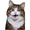 Emoções(ou nao) de um gato 8