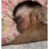 Monos 26