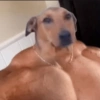 Cachorros que você deve usar 9