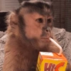 Monkey Mood 29