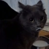 🌈🐈‍⬛✨️Gatos Funny Mood✨️🐈‍⬛🌈 22