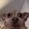 Cachorrinhos fofos/caóticos 15