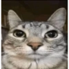 Fallout 76>>Fallout New Vegas 19