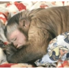 Monkey Stickers 2 7