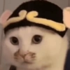 🧿Gatos 🐈🐱 8