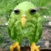 Moss Bird