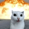 Gatitos. | @ocenferios  Haki. 5
