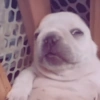 Perro Pibble Meme 🐾 12
